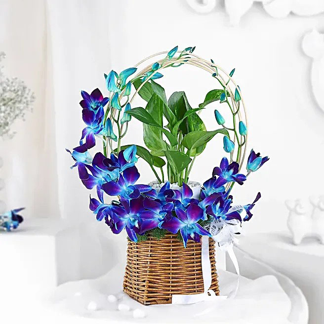 Blue Orchid Money Plant Basket