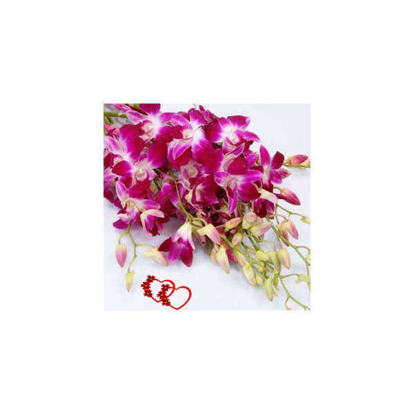 Grace in Orchids