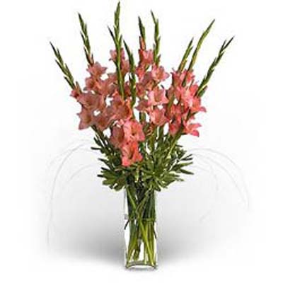 Glory of Gladiolus Glory of Gladiolus