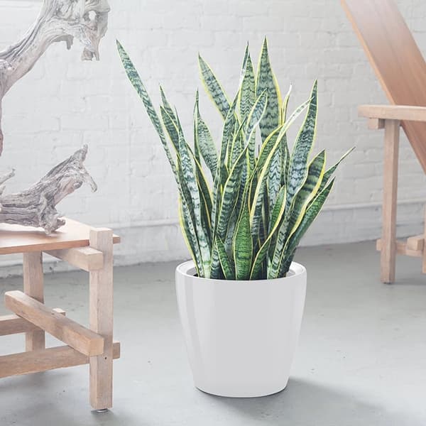 Snake Plant