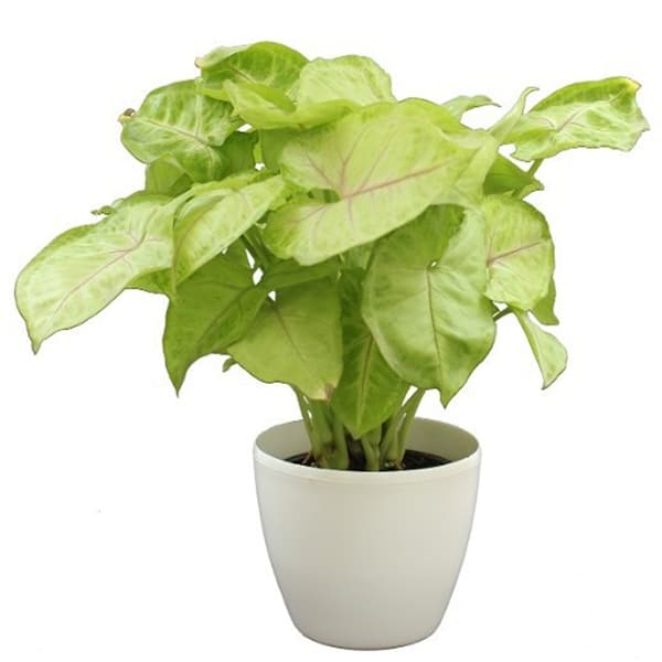 Syngonium Plant
