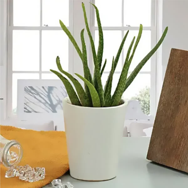 Aloe vera plant