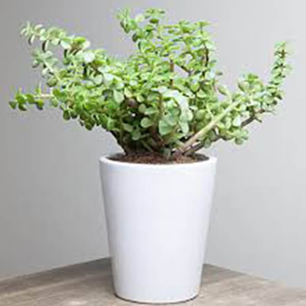 Jade Plant
