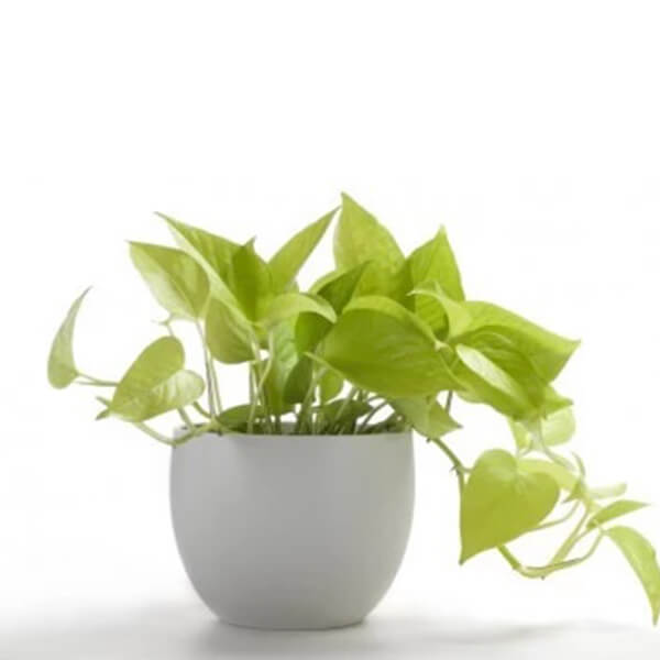 Money Plant
