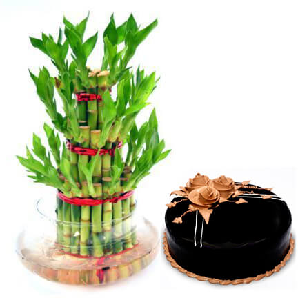 Bamboo cake delight