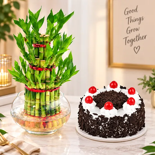 Lucky bamboo with cake