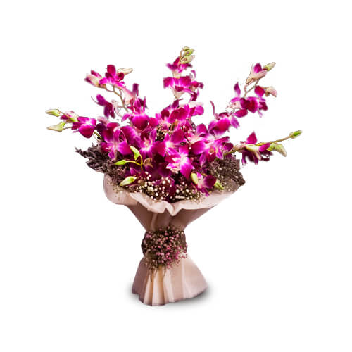 Purple Affinity-VL