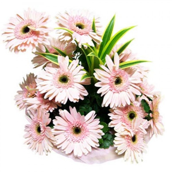 Pink Gerbera Basket