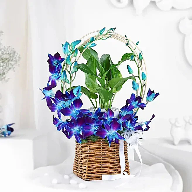 Blue Orchid Money Plant Basket Blue Orchid Money Plant Basket